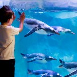 SEA LIFE London Aquarium